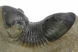 Large, Paralejurus Trilobite Fossil - Atchana, Morocco #347283-3